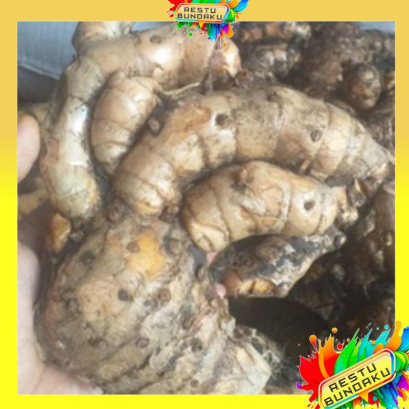

RESTU BUNDAKU | TEMULAWAK SEGAR 1KG | CURCUMA SEGAR | PENAMBAH NAFSU MAKAN