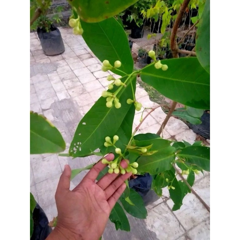 Jambu air kondisi berbuah rimbun