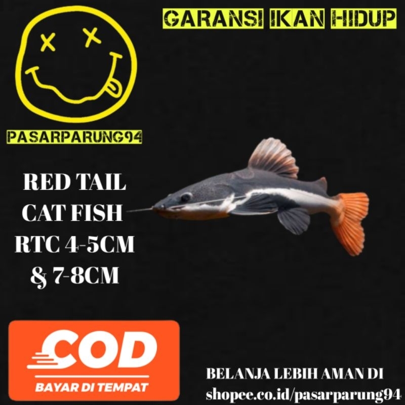 kebutuhan aquarium RTC, LEOPARD TSN 8-10cm