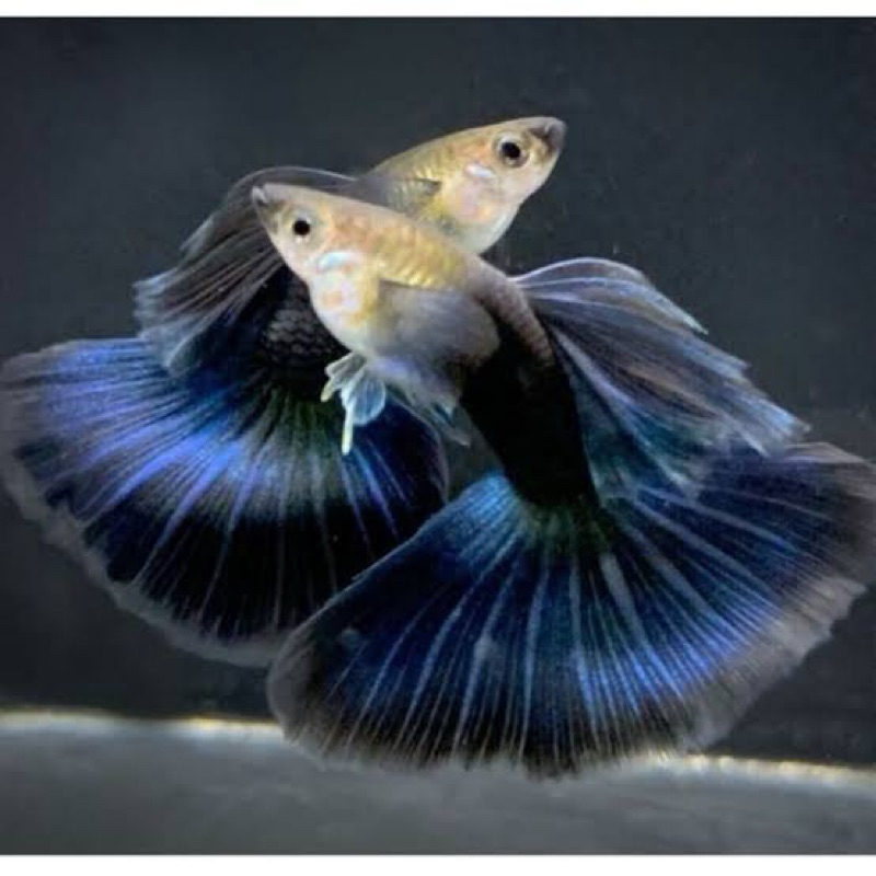 hiasan aquarium sepasang guppy hb blue siap kawin