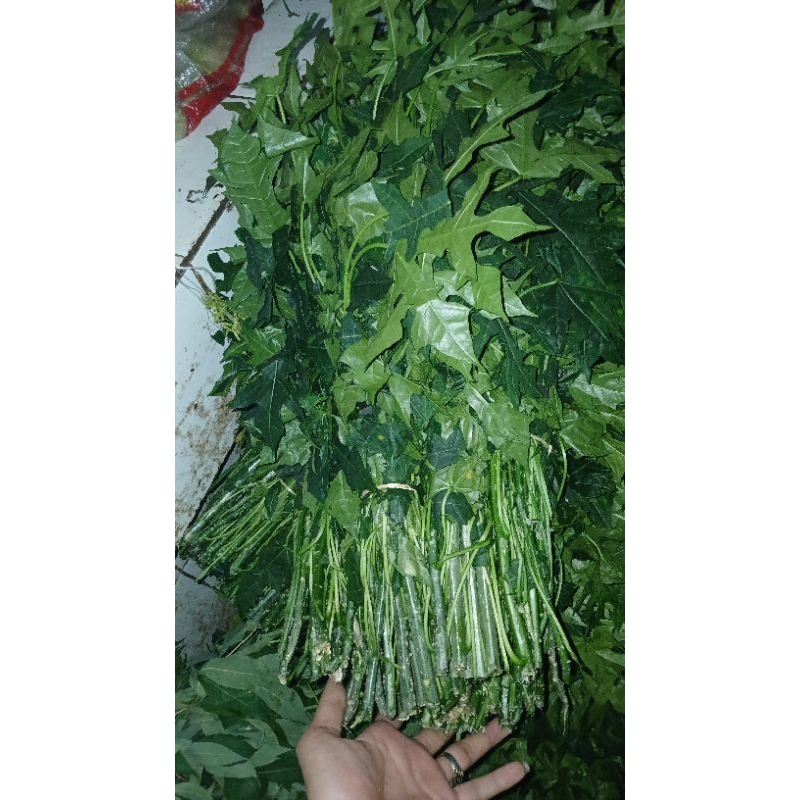 

daun pepaya Jepang 1 ikat besar 1kat b