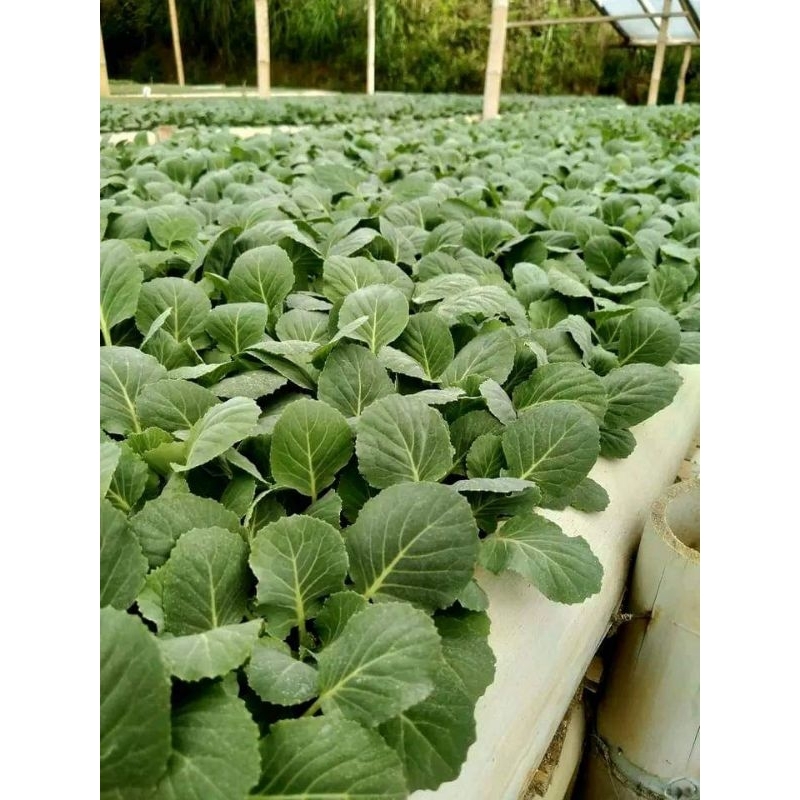 NASYYA_GARDEN-Bibit Brokoli Hijau Siap Tanam