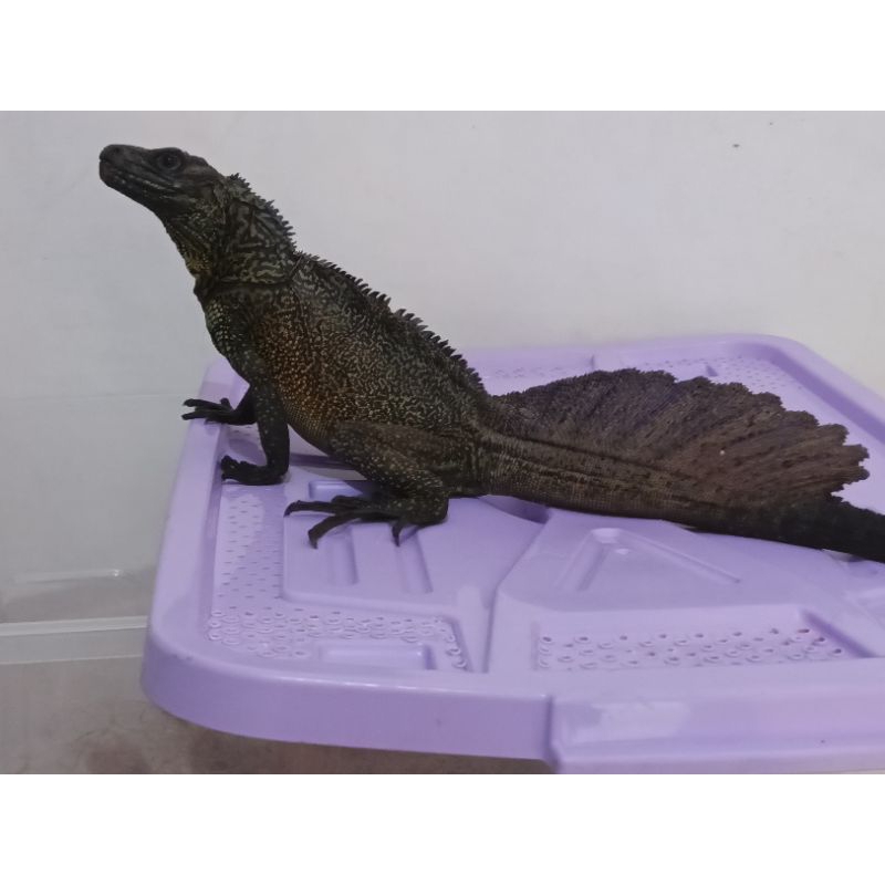 Soa Layar Amboinensis FREE ONGKIR AREA SOLO