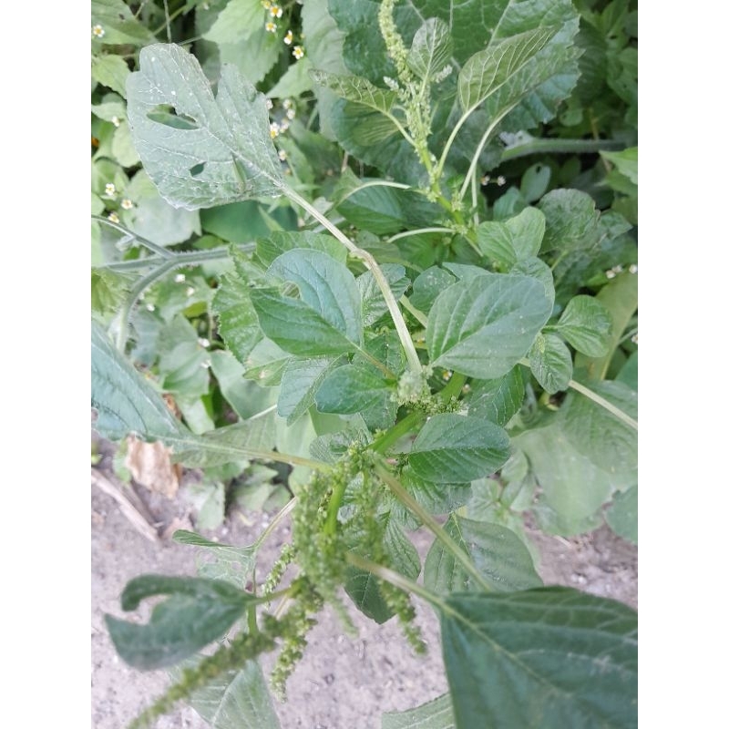 

DAUN BAYAM HUTAN HERBAl 200 gram fresh