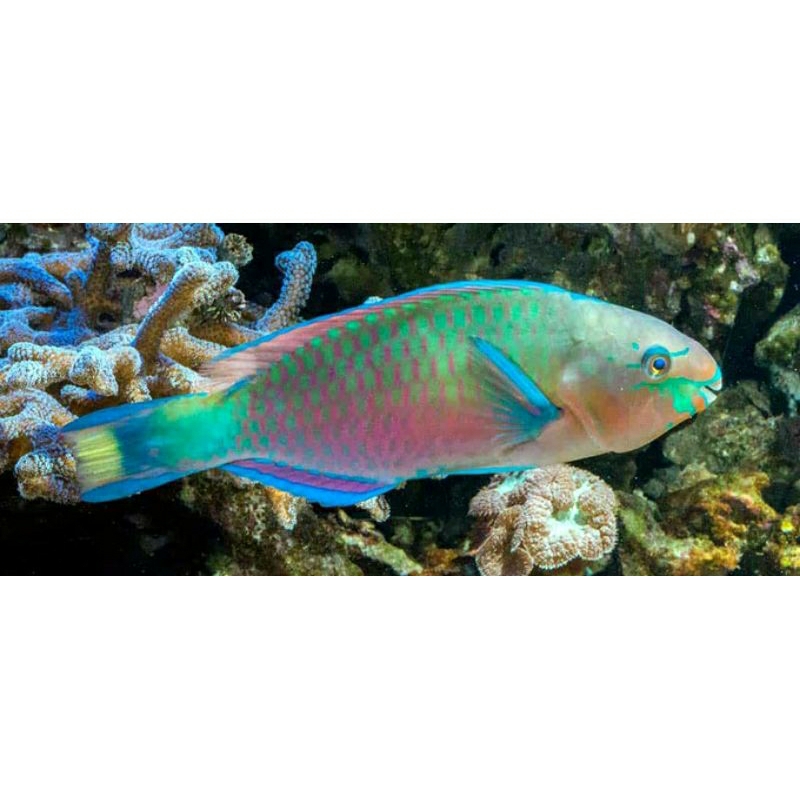 

IKAN HIAS LAUT PARROTFISH/ KAKATUA 15 CM