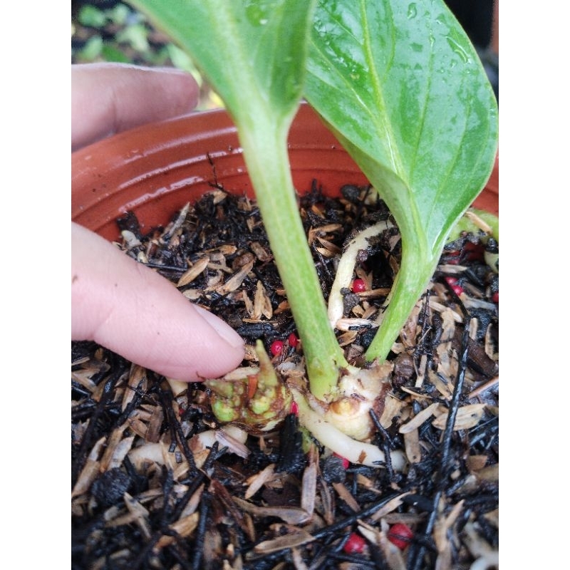 anthurium mangkok rasputin ( bonggol 2 tunas)