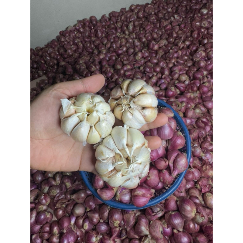 

bawang putih sinco 500gr atau setengah kilo