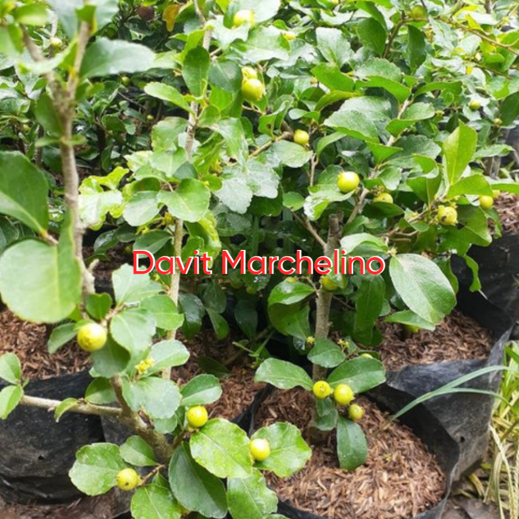 Bibit Cherry Jepang Hasil Cangkok Sudah Berbuah