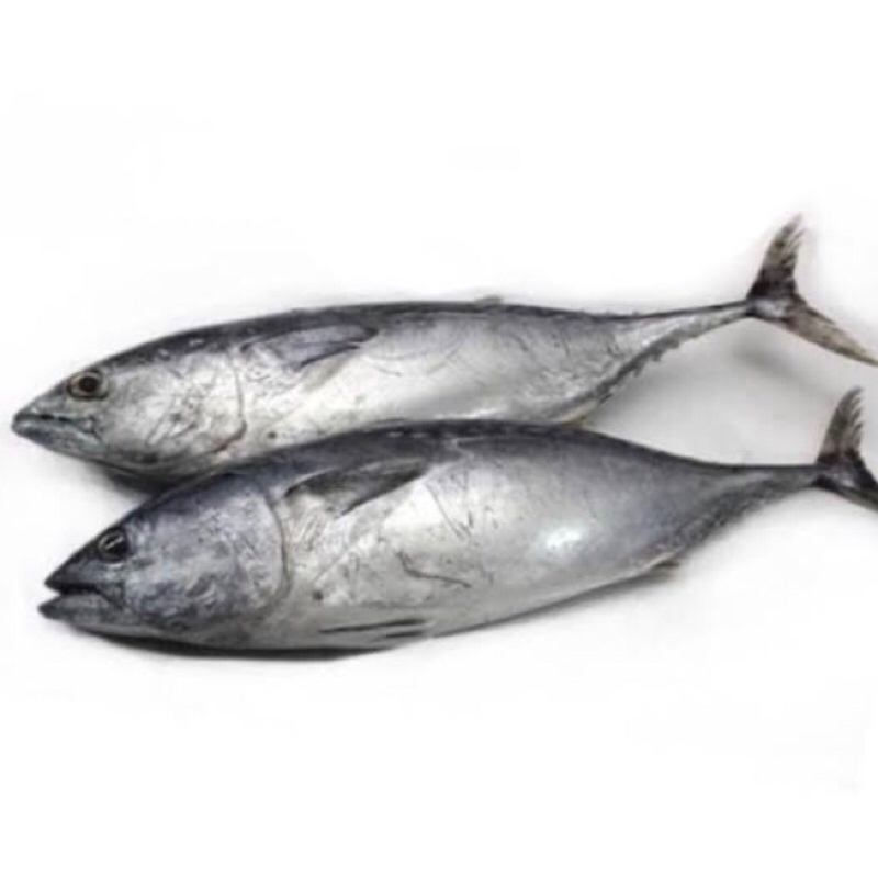 

IKAN TONGKOL JABRIK 1kg FRESH