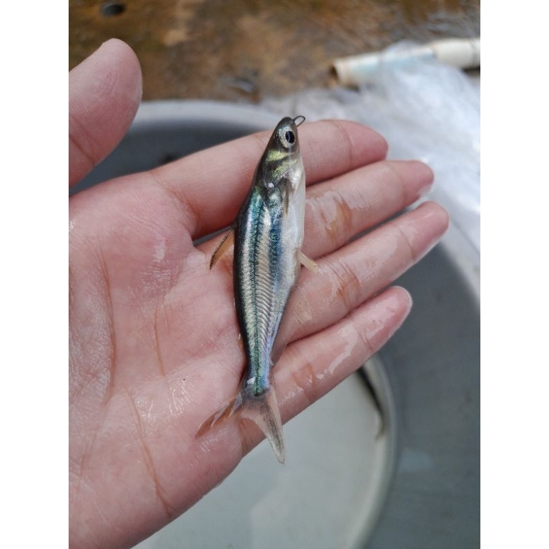 Bibit ikan patin ukuran 7-8cm