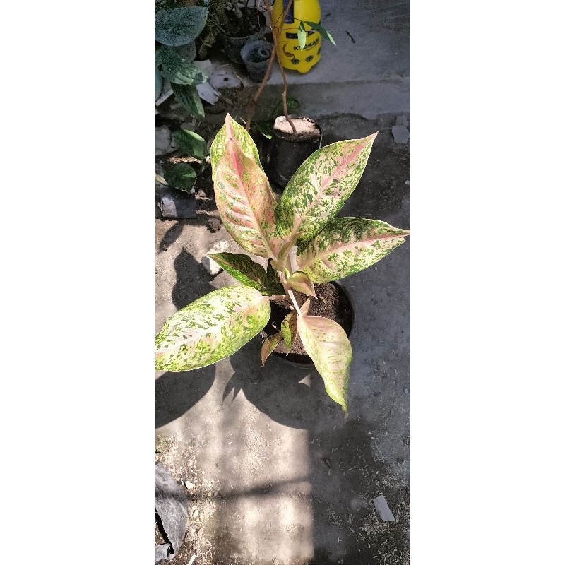 Aglonema Bigroy Rimbun