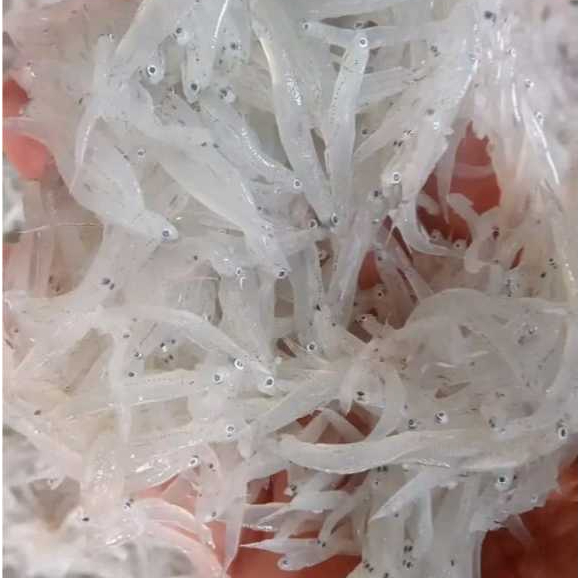 

RB Teri Nasi Basah Segar 250gr Premium / Fresh Frozen / Mpasi Bayi