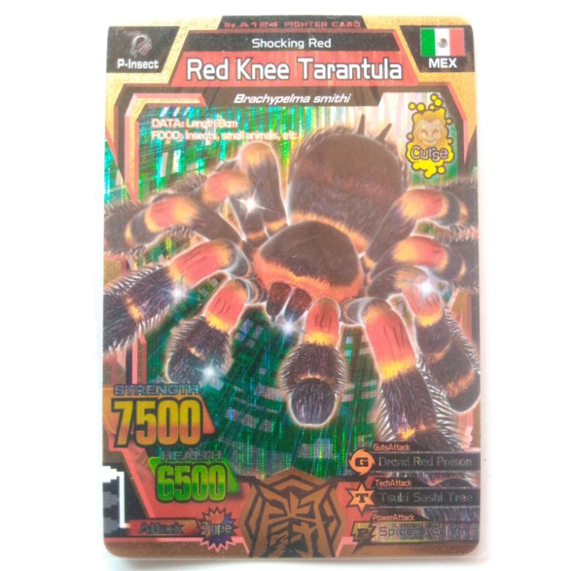 Kartu Animal Kaiser Red Knee Tarantula