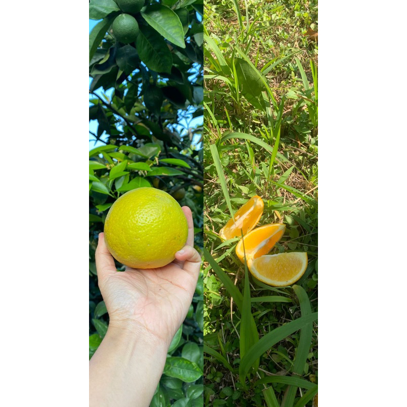 

Jeruk Baby/Jeruk Java Asli Kota Batu 1KG