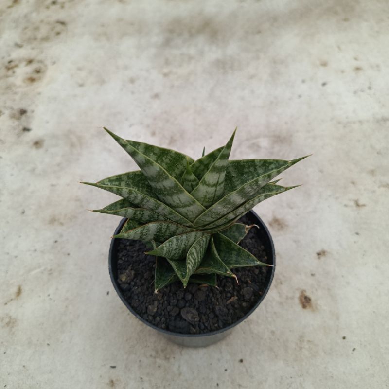 Sansevieria hybrid sindoro