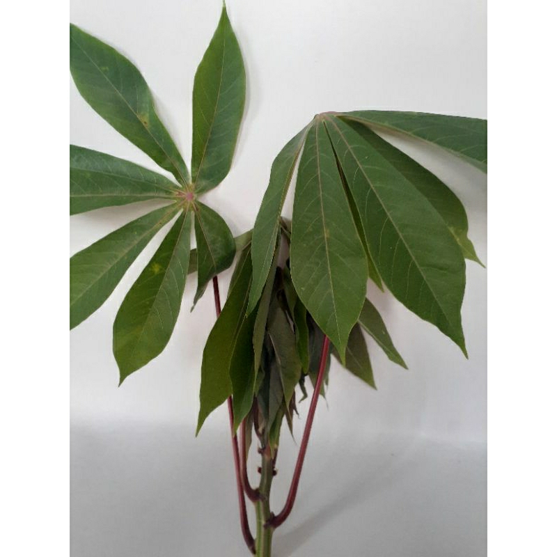 

daun singkong segar langsung petik 150g