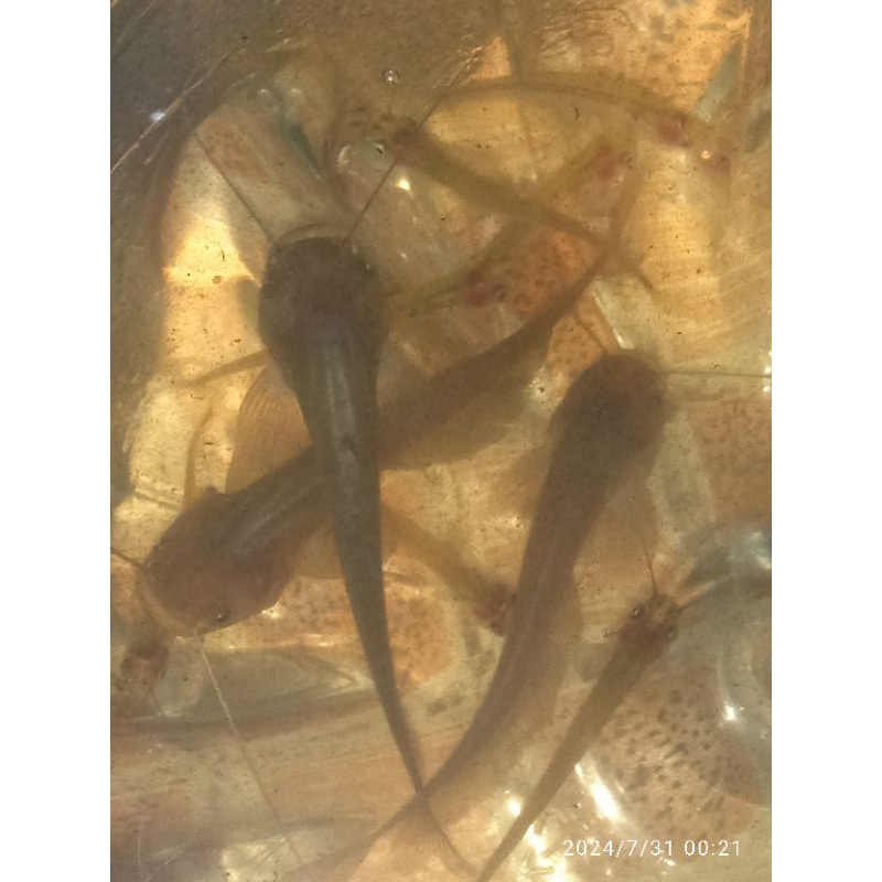 ompok Sumatra/tapah mini/catfish