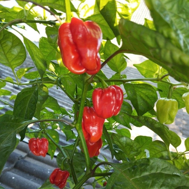 

Buah cabe Habanero merah fresh
