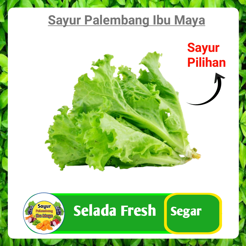 

Selada Salada Keriting Hijau - Sayur Sayuran Mayur Segar Online Palembang