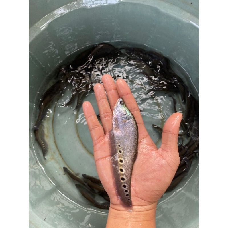 Hiasan Aquarium Belida Bangkok / Belida Totol