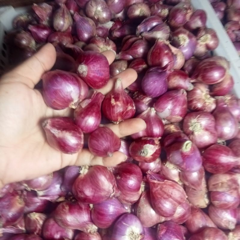 

bawang merah 2 kg ukuran super