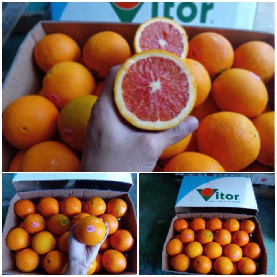 

BUAH JERUK CARA CARA AUSTRALIA