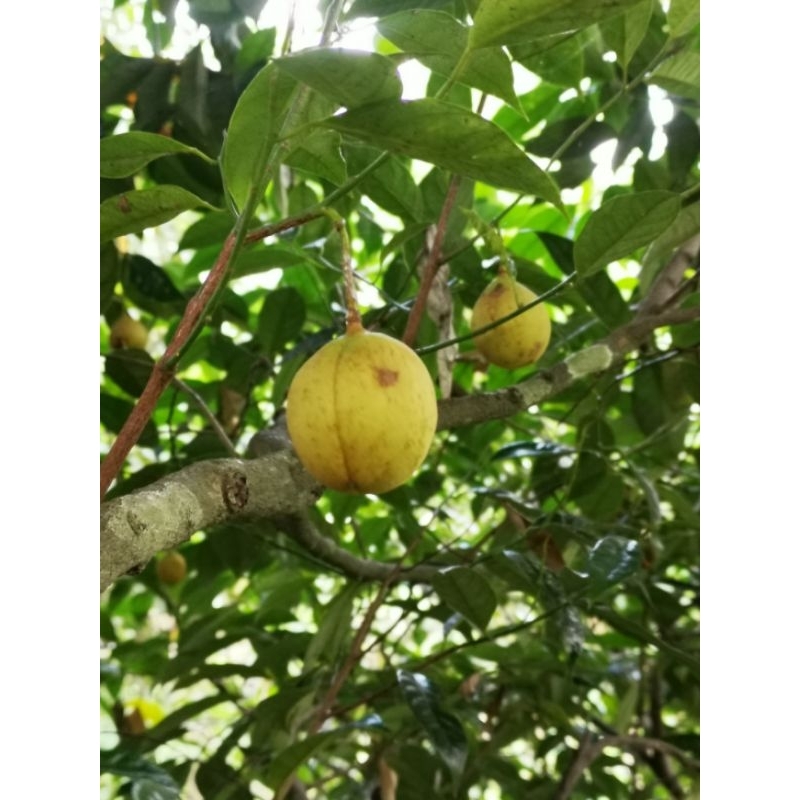

BUAH PALA MENTAH / BUAH PALA SEGAR FRESH / REMPAH PALA / BUAH PALA UTUH 1KG
