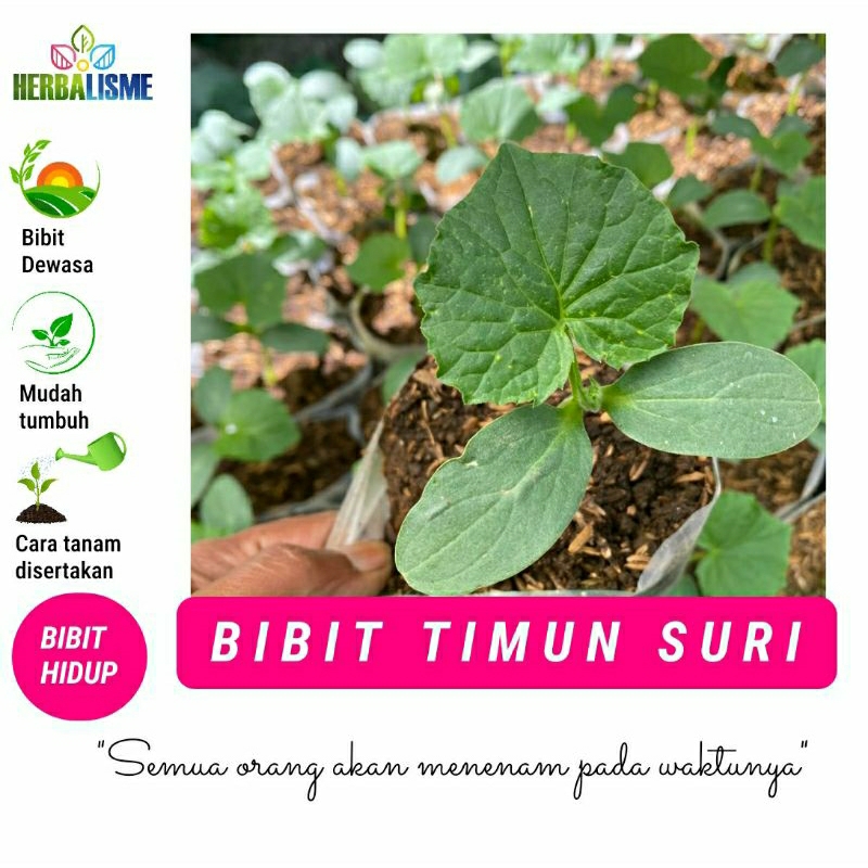 BIBIT TIMUN SURI