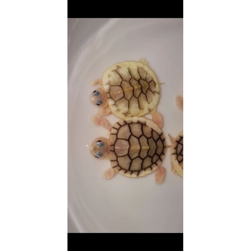 kura air res caramel albino
