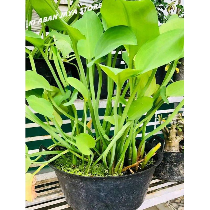 

Genjer darat gendot Bibit tanaman