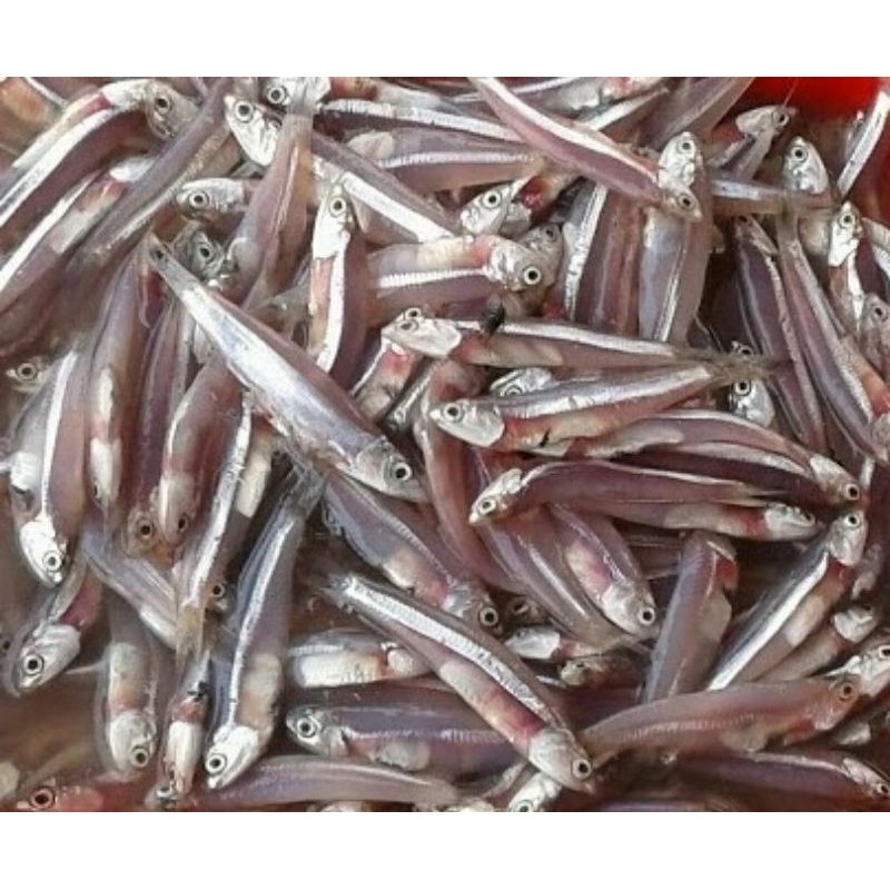 

Grosir Teri Jengki Basah 100gr Segar Murah