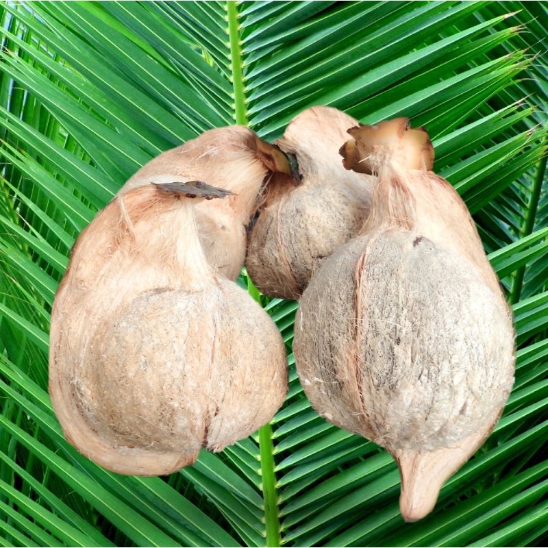 

Kelapa Sawah Basah Grade AB
