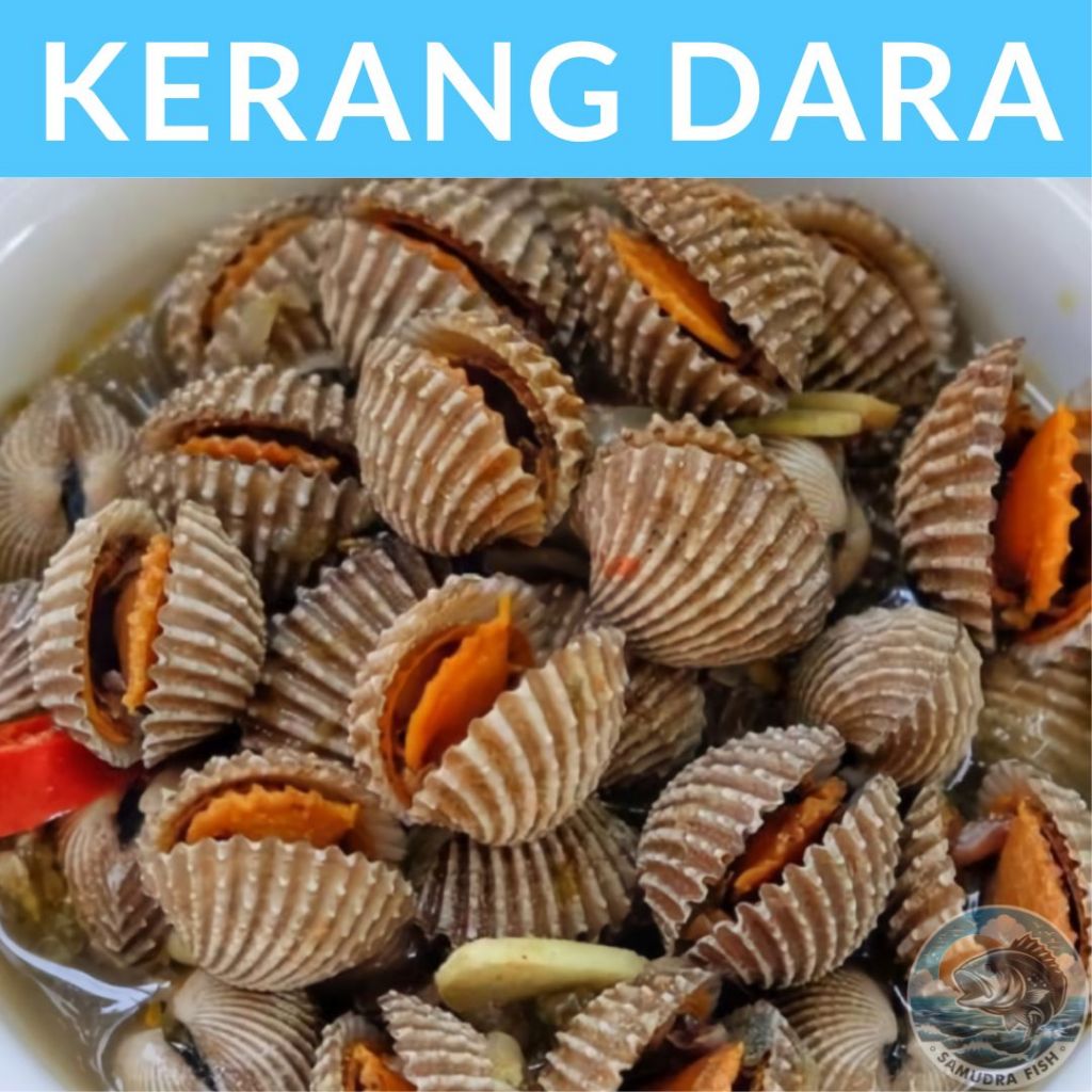 

Kerang Dara 500gr Ikan Semarang | Beli Ikan Segar Semarang | Belanja Ikan Semarang