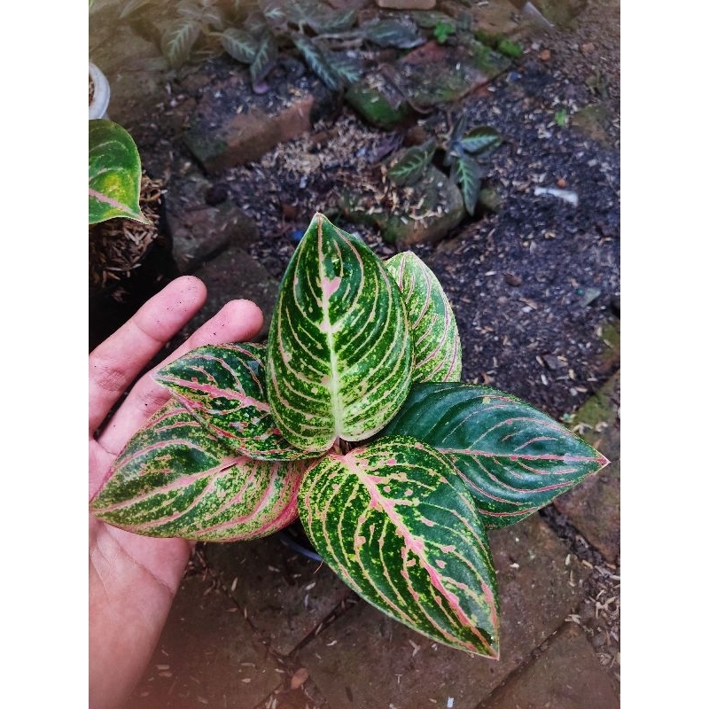 paket 3 Aglonema tanian lokal asri merah, mutiara alba dan kocin sutra