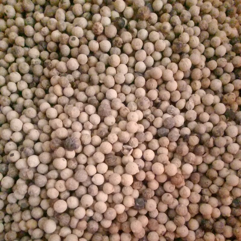 

MericaButir/LadaPutih 1Kg