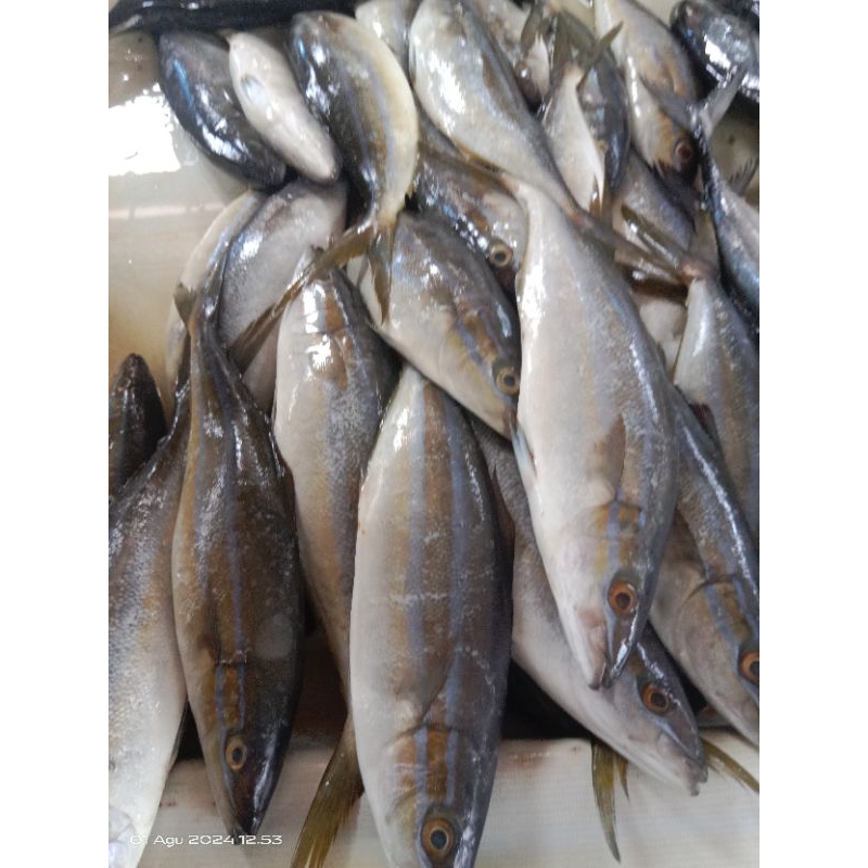 

Ikan salam 500 g