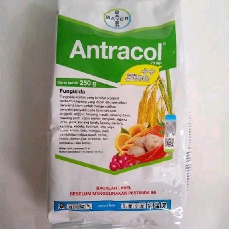 Obat Fungisida Antracol 70 WP dengan Bahan Aktif Propinep 70% untuk Mengendalikan Penyakit Jamur pad