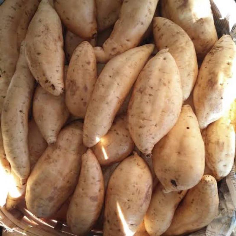 

UBI CILEMBU (CILEMBU SWEET POTATO)