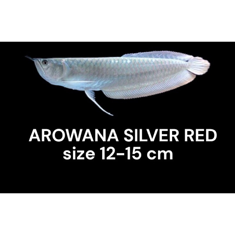 Silver red (arowana) hiasan aquarium