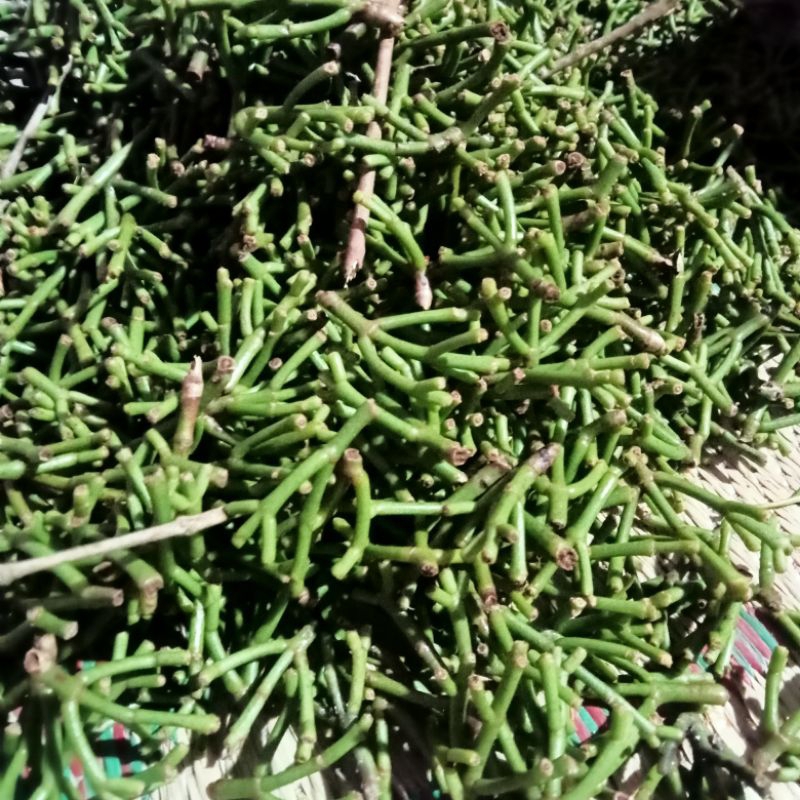 gagang cengkeh basah 1 kg