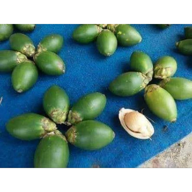 

Promo Paket Buah Pinang Muda Dan Daun Sirih Segar