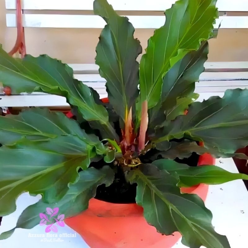 ( BISA COD ) TANAMAN HIAS GELOMBANG CINTA - POHON ANTHURIUM GELOMBANG CINTA