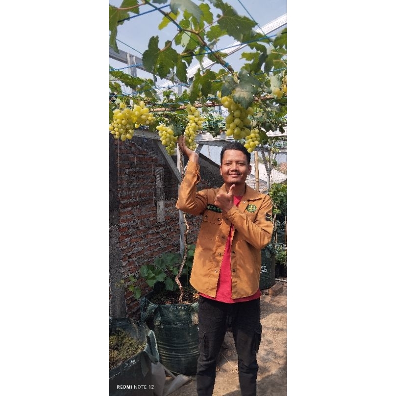 Bibit Anggur import berkualitas