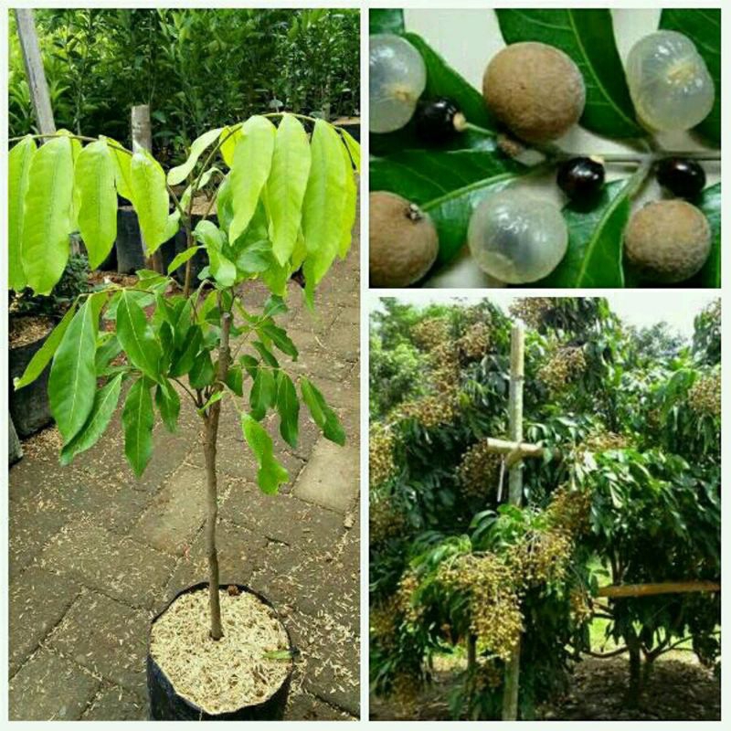 BIBIT KELENGKENG MATALADA BATANG BESAR