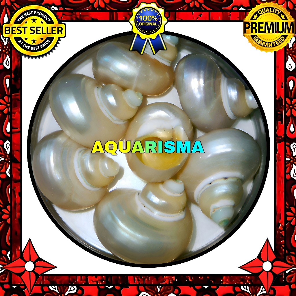 HIASAN DAN KOLEKSI - CANGKANG KEONG KULIT MATA LEMBU TURBO TUMIDULUS GRADE A+