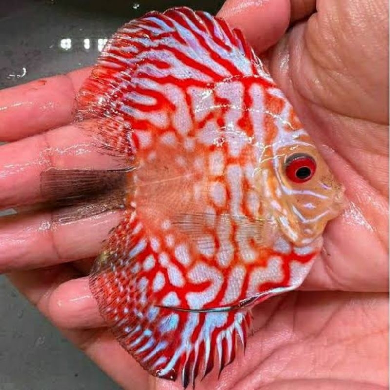 2 Inc Aksesoris Discus Aquarium Pigeon HB