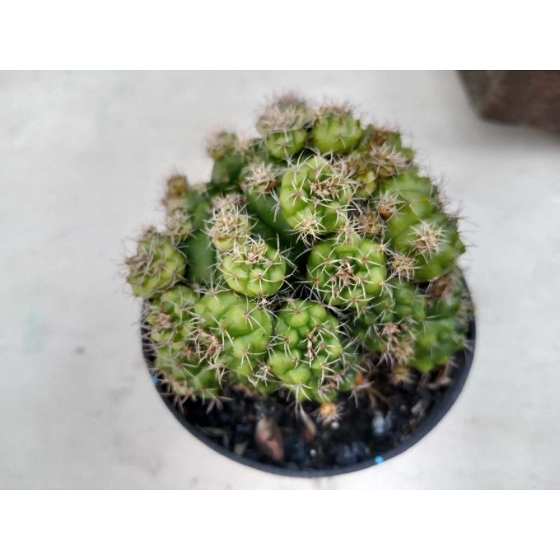 kaktus gymno damsi banyak anak