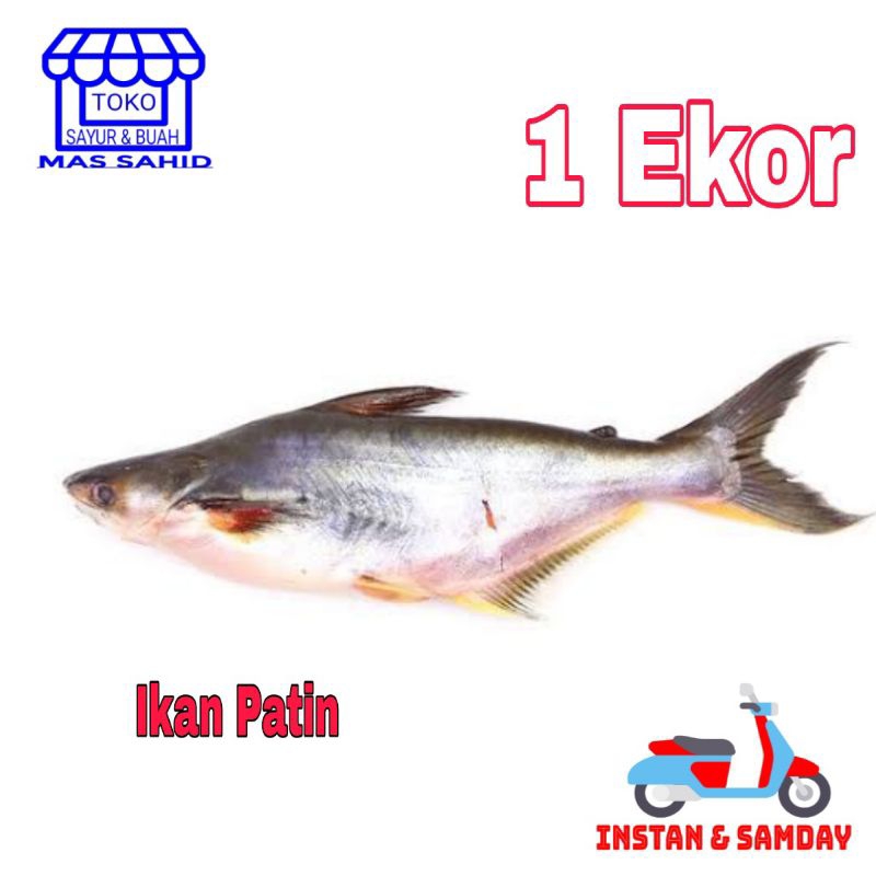 

Ikan Patin Segar 1 Ekor Patin Merah/Putih Potong/Utuh