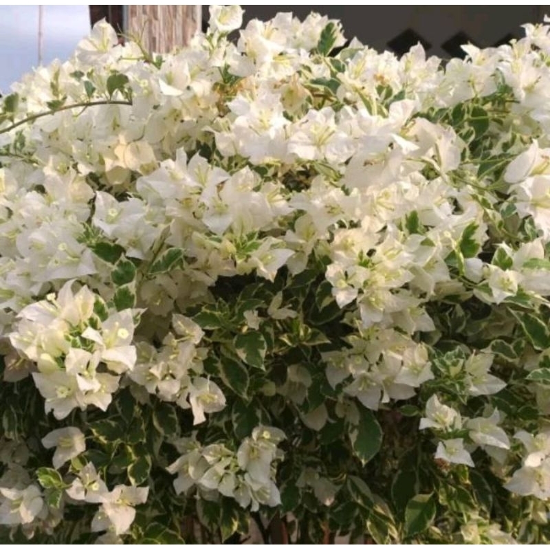 tanaman hias bugenvil varigata bunga putih