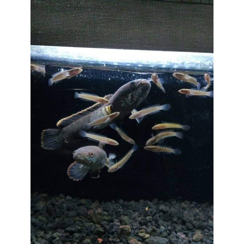 limbata cb bahan progres siap kontes size 3cm